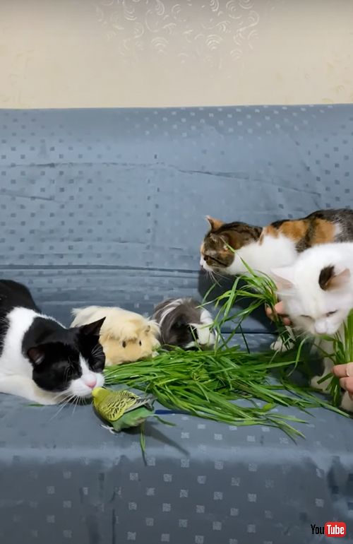 仲良く草を食べるモルモットと猫とインコ