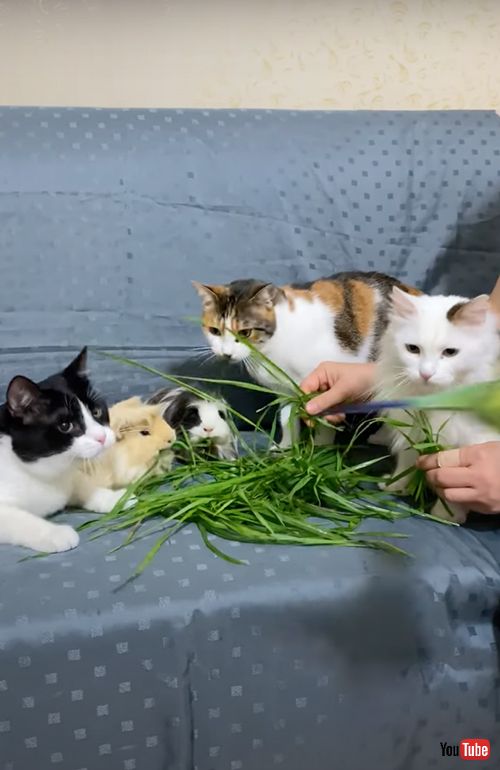 仲良く草を食べるモルモットと猫とインコ