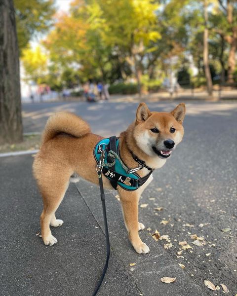 散歩中に遠く見てるワンコ