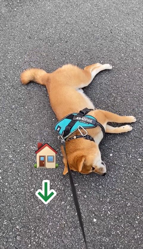 寝転がる柴犬と家のイラスト