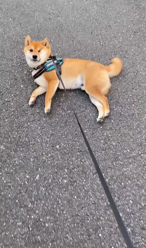 リード引っ張られて顔がむにってなってる