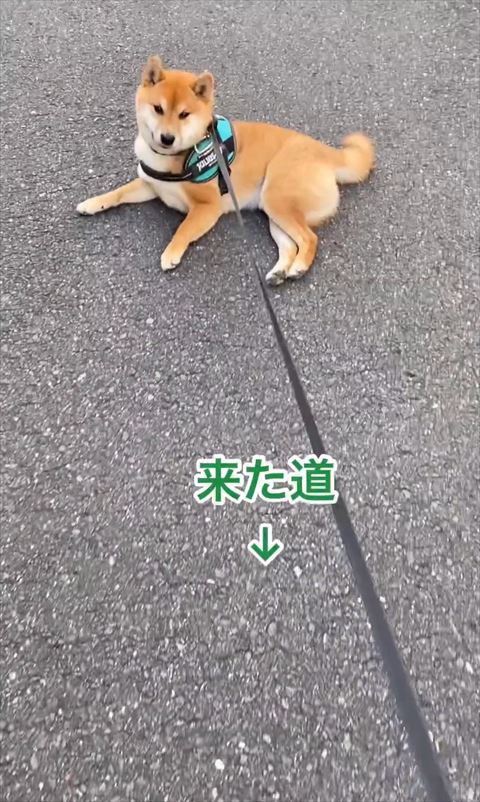 来た道テロップ