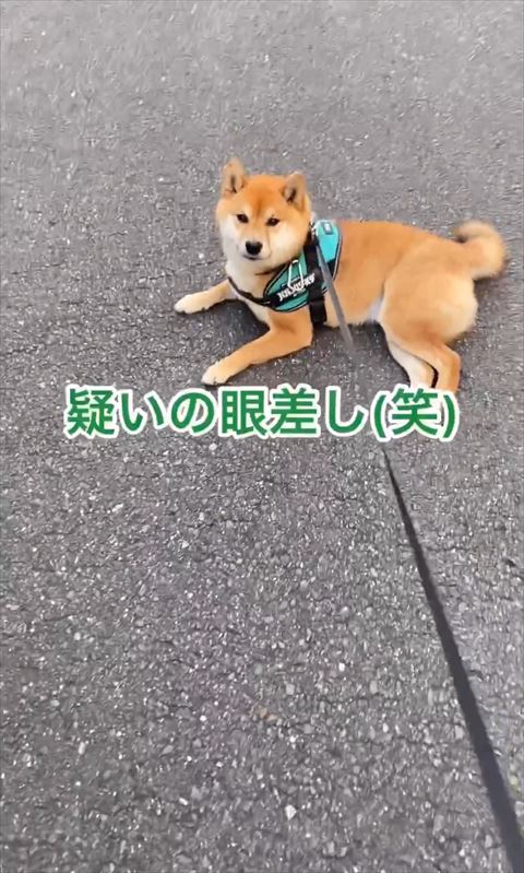 疑いのまなざしテロップ