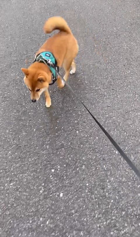 歩き出すワンコ