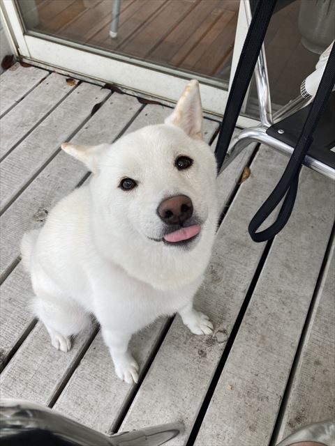 舌だしてるワンコ