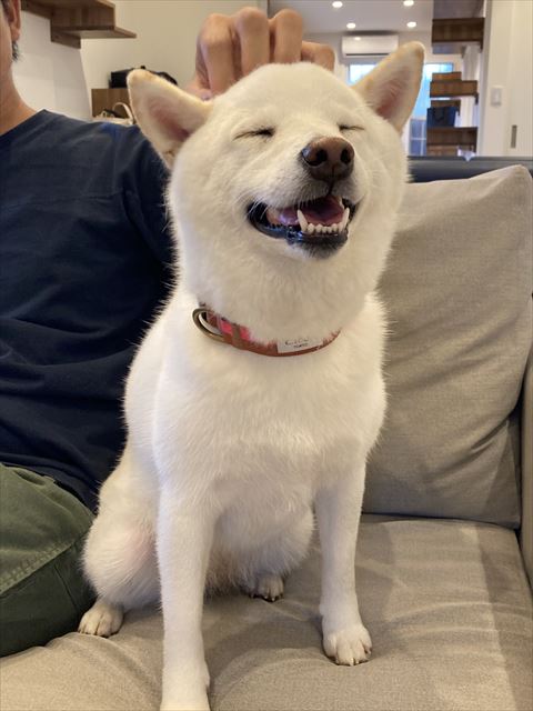 なでられて笑顔のワンコ