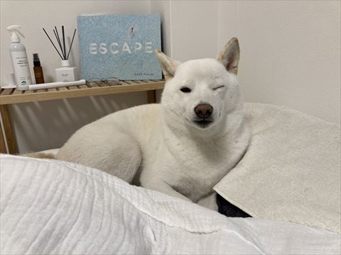 ウインクしてるワンコ