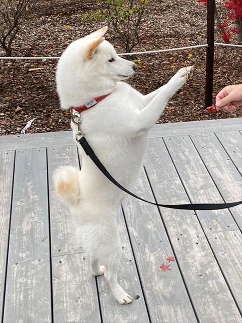 立ってるワンコ