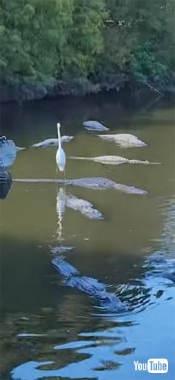 サーフィンを楽しむ鳥