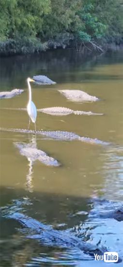 目線を前に向ける鳥