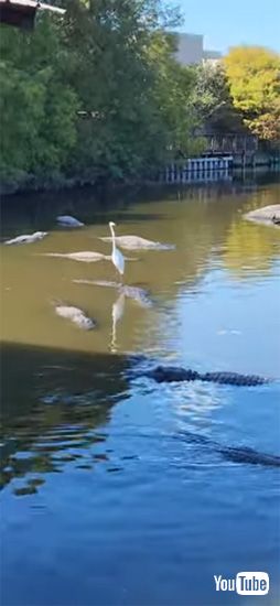 おなかマッサージされるワンコ