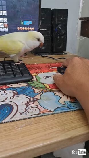 戻ってくるインコ