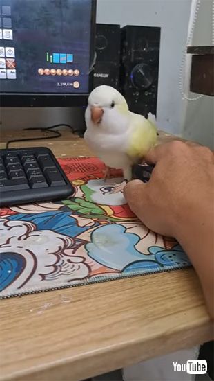 くっつきたいインコ