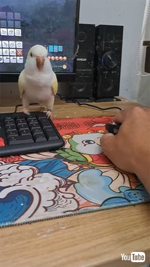 諦めないインコ