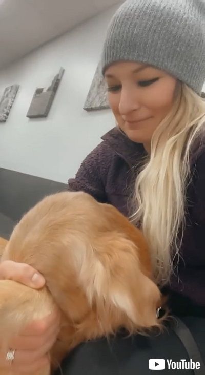 おびえるゴールデンレトリバー