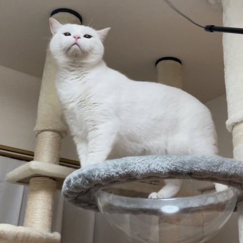 ドヤ顔白猫
