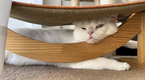 いすの下にいる猫