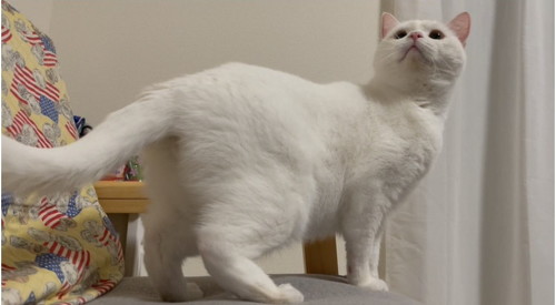 シュッとした白猫