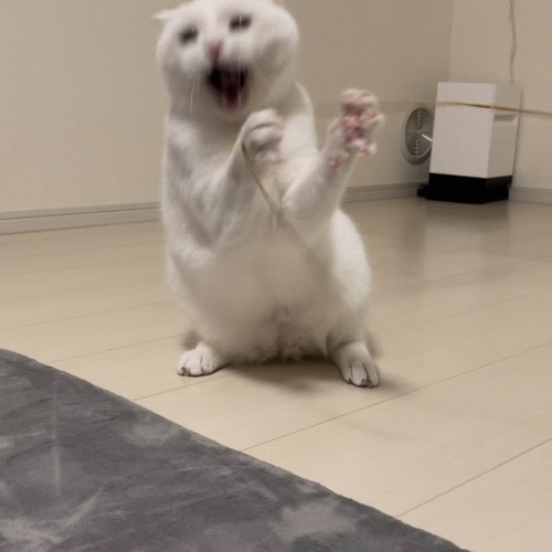 おもちゃとりたい猫