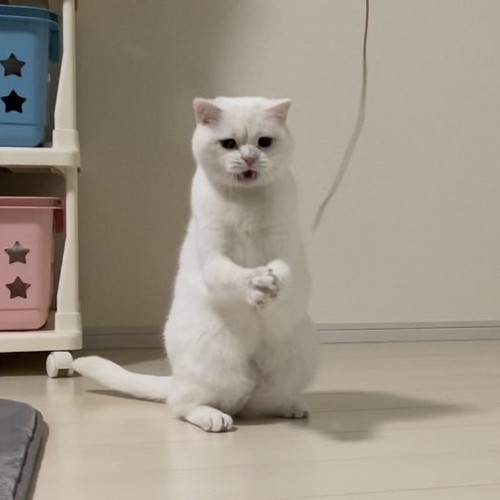 おもちゃ取れなくてイライラする猫