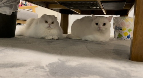 机の下にいる白猫2匹