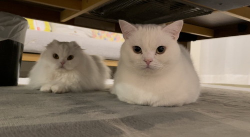 机の下の猫たち