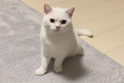 子猫時代のしらたまくん