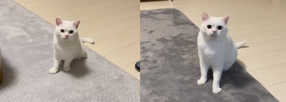 白猫のビフォーアフター