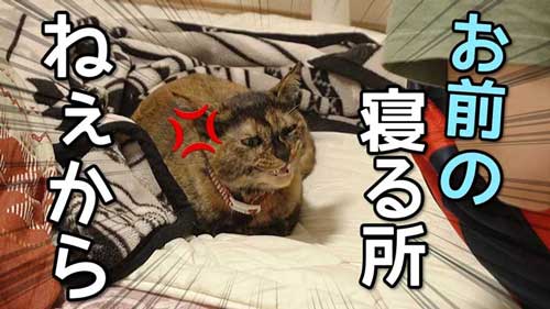 飼い主の布団で寝る猫