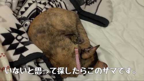 飼い主の布団で寝る猫