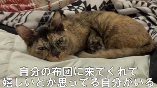 飼い主の布団で寝る猫