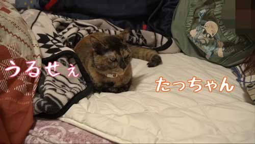 飼い主の布団で寝る猫