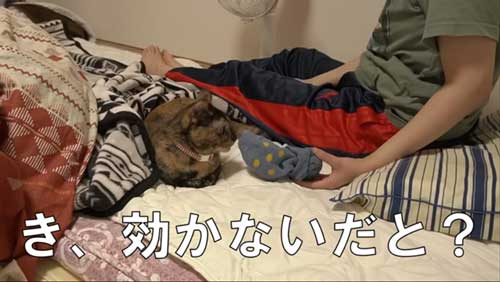 飼い主の布団で寝る猫