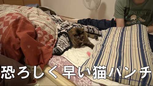 飼い主の布団で寝る猫