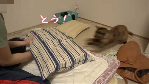 飼い主の布団で寝る猫