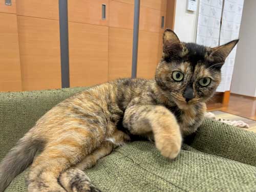 飼い主の布団で寝る猫
