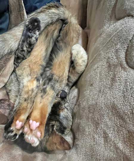飼い主の布団で寝る猫