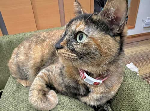 飼い主の布団で寝る猫