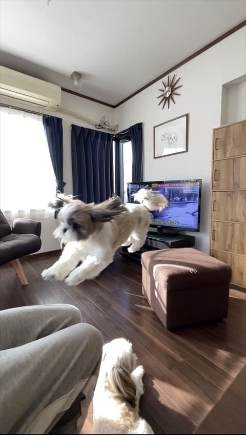 ジャンプするワンコ