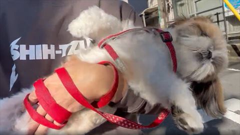 左前足を横に広げる