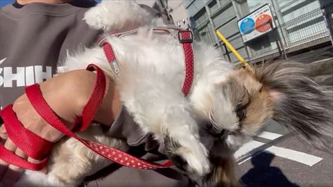 耳の毛がなびいてる