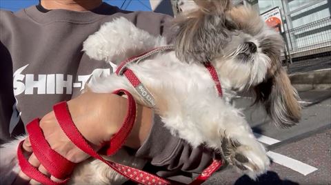 体を起こすワンコ