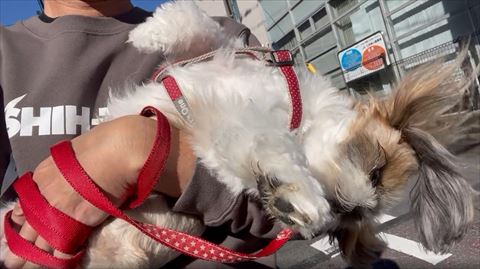 耳の毛が逆立ってる