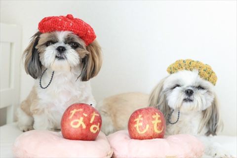 ベレー帽かぶるワンコ2匹