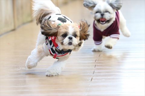 走るワンコの後ろで舌だすワンコ