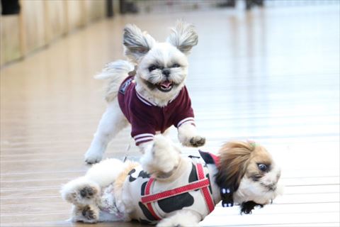 転ぶワンコと笑顔で走るワンコ