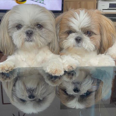 テーブルにうつるワンコ2匹