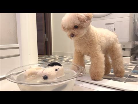 ぬいぐるみワンコ