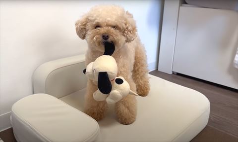 ぬいぐるみくわえるワンコ正面