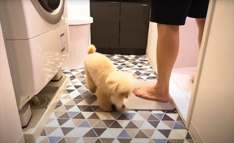 洗面所でぬいぐるみくわえるワンコ